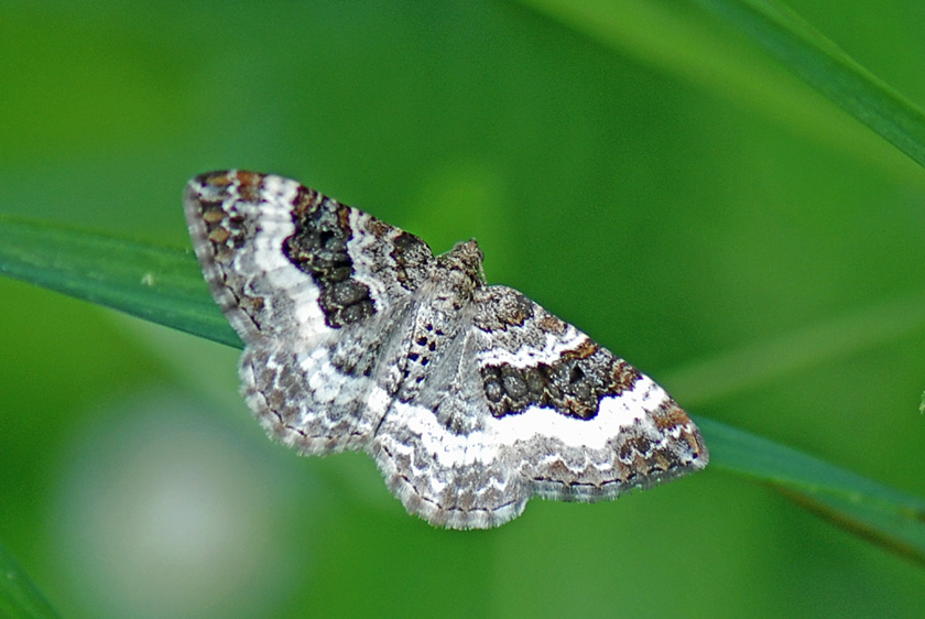 Da determinare 2 - Epirrhoe alternata